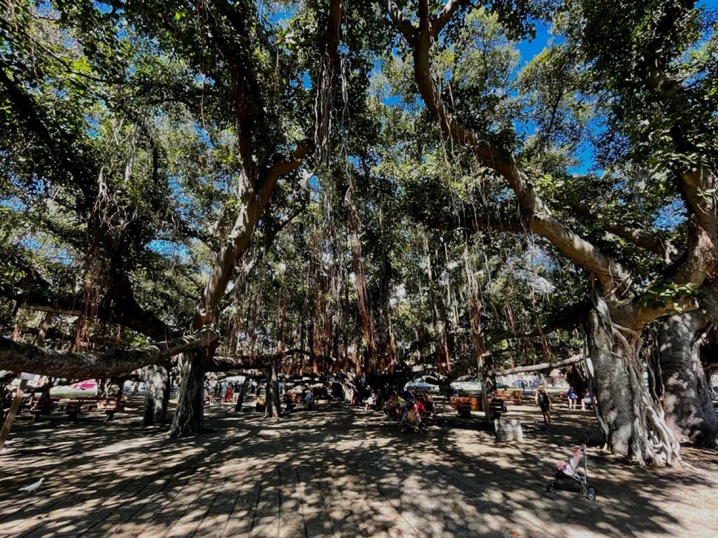 Foto dal web da cui si capisce l’enormità del Baniano
