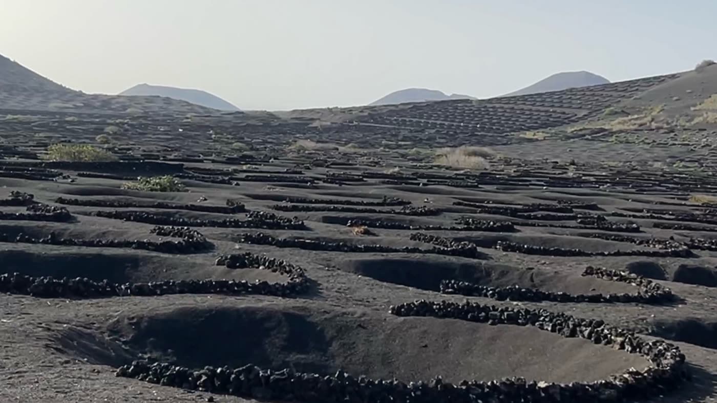 Ogni cavità contiene una pianta di vite
